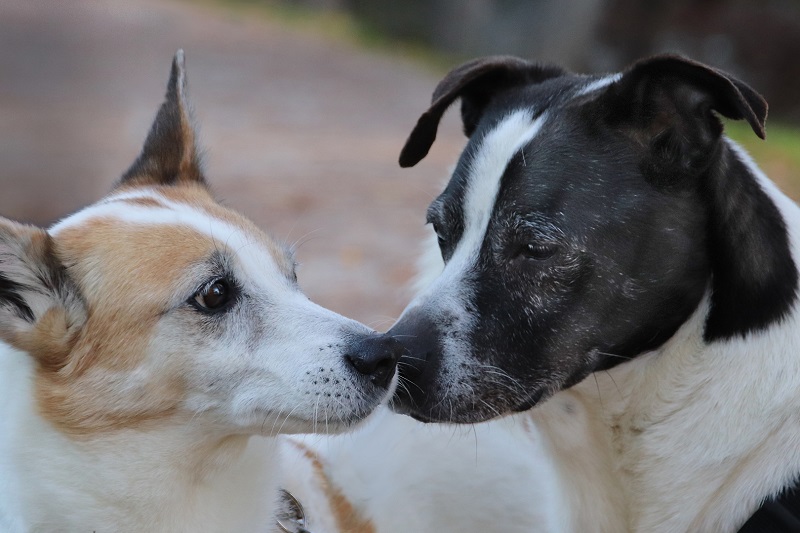 Sich gegenseitig beschnuppern (2 Hunde)